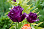 Purple crispa tulip