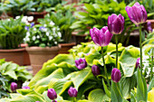 Flowering tulips and hostas in garden