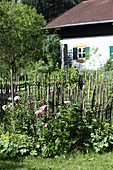 Flowering peonies in summery cottage garden