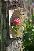 Geranium in small glass vase on wooden board decorating summer garden