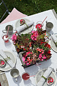 Set garden table decorated with geraniums and coleus in wooden pots
