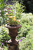 Apricot rose planted in metal urn