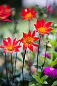 Rot blühende Dahlien im Garten