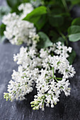 White lilac on black surface