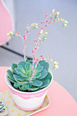 Flowering succulent in pink-and-white pot