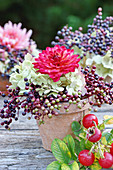 Rote Dahlie mit Hortensie und Holunderbeeren im Blumentopf