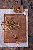 Getrocknete Knoblauchblüte auf Pappkarton und Knoblauchzehe