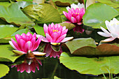Lilies in a garden pond