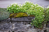 Rockcress on the dry stone wall