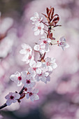 Blossoming branch of black cherry plum (Prunus cerasifera ‘Nigra’)