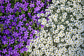 Hornwort and bellflower as a color combination