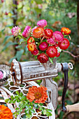 Autumn arrangement of zinnias and everlasting flowers in old mincer