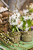 White Siberian squill in metal cutlery holder