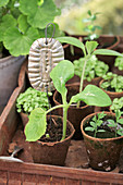 Plant marker handmade from old flan tin in pot of seedlings