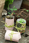 Pea seedling in paper pot with spoon as plant label