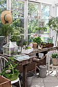 Old workbench used as potting bench in greenhouse