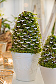 Große Tannenzapfen mit Moos bedeckt als Weihnachtsdekoration