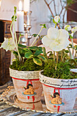 Christmas roses in Christmas decorated pots