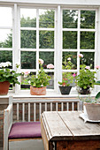 Wooden table and old bench on the lattice window with geraniums on the windowsill