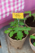 Tomato seedling with heart-shaped wire decoration