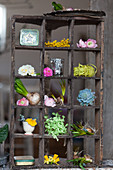 Spring flowers and vintage-style accessories in old display case
