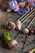 Garlic, onions, flower bulbs and radishes