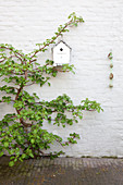 Climbing plant and nesting box on white-painted brick wall