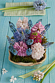 Arrangement of hyacinths in pastel colours on a blue wooden table