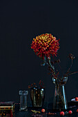 Single chrysanthemum in a vase against a dark background