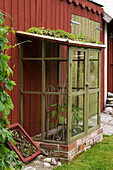 Selbstgebautes Mini-Gewächshaus mit Chilipflanzen und Paprika und einem Dach aus Sedumpflanzen