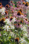 Rudbeckia and clematis in a flower bed