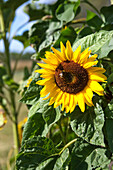 Blühende Sonnenblume am Feld