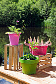 Brightly colored planters as colorful accents in the garden