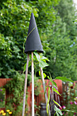 Bamboo sticks of a climbing trellis held together by an inverted hanging basket