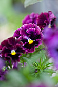 Close-up of purple violas with blurred foreground