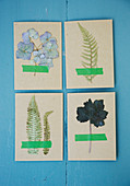 Botanical cards with pressed hydrangea, fern, and mandrake