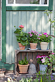 Geraniums in terracotta pots on wooden crate used as shelving unit