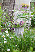 Bouquet of lupins in metal bucket in front of weathered wicker chair in garden