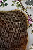 Honeycomb in front of a wallpaper with a geranium motif