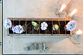 Christmas decoration with hyacinths, candles, and the decorative letters 'Jul'.