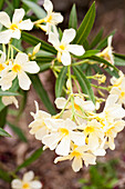 Weiß blühender Oleander