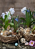 Grape hyacinths and squill in Easter star with quail eggs