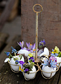 Old egg holder with spring flowers in egg shells as vases