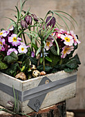 Primroses and checkerboard flowers in a gray wooden box