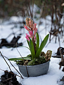 Pink hyacinth in the snow