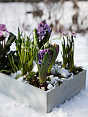 Hyacinths, grape hyacinths, and pink squill in a wooden box in the snow