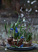 Grape hyacinths and snowdrops in small clay pots on a metal tray