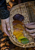 Hand sortiert Herbstblätter auf Korb