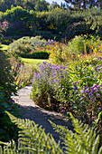 Wooden walkway leading through autumnal herbaceous borders with Michaelmas daisies