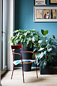 Red chair, philodendron and rubber plant in front of blue wall